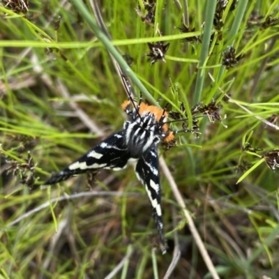 Phalaenoides glycinae (Grapevine Moth) at Kambah, ACT - 21 Oct 2021 by Shazw