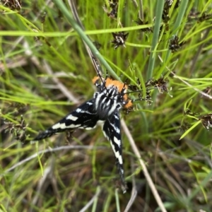 Phalaenoides glycinae at Kambah, ACT - 21 Oct 2021