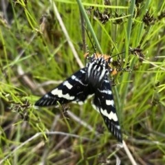 Phalaenoides glycinae at Kambah, ACT - 21 Oct 2021