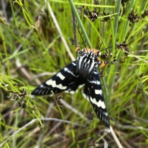 Phalaenoides glycinae at Kambah, ACT - 21 Oct 2021