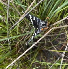 Phalaenoides glycinae at Kambah, ACT - 21 Oct 2021