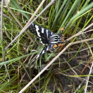 Phalaenoides glycinae at Kambah, ACT - 21 Oct 2021