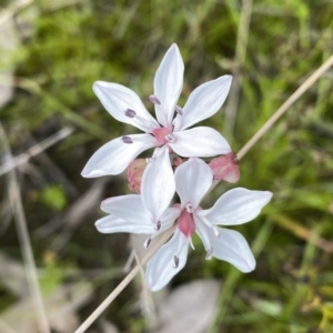 Burchardia umbellata at Kambah, ACT - 21 Oct 2021