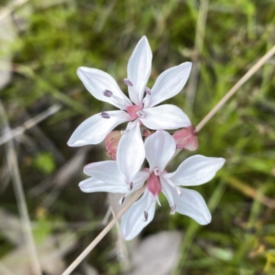 Burchardia umbellata (Milkmaids) at Mount Taylor - 21 Oct 2021 by Shazw