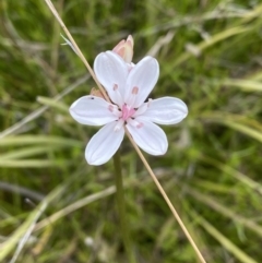 Burchardia umbellata at Kambah, ACT - 21 Oct 2021