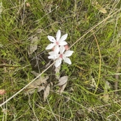 Burchardia umbellata at Kambah, ACT - 21 Oct 2021