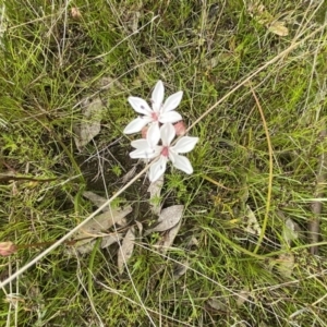 Burchardia umbellata at Kambah, ACT - 21 Oct 2021