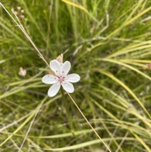 Burchardia umbellata at Kambah, ACT - 21 Oct 2021