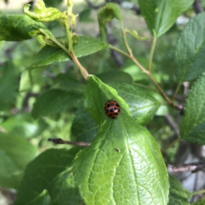 Harmonia conformis at Hughes, ACT - 20 Oct 2021