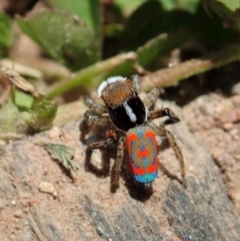 Maratus pavonis (Dunn's peacock spider) at Namadgi National Park - 18 Oct 2021 by CathB