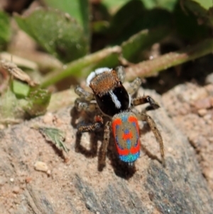 Maratus pavonis at Tennent, ACT - 18 Oct 2021