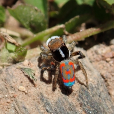 Maratus pavonis (Dunn's peacock spider) at Tennent, ACT - 18 Oct 2021 by CathB