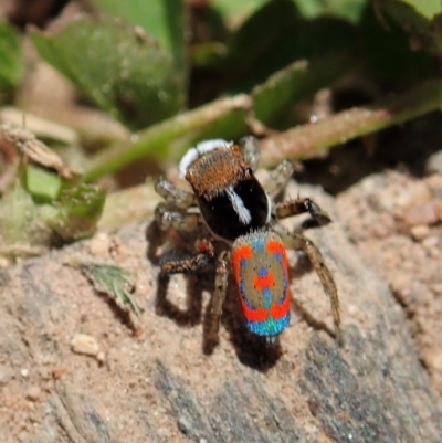 Maratus pavonis (Dunn's peacock spider) at Namadgi National Park - 18 Oct 2021 by CathB