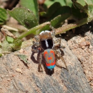 Maratus pavonis at Tennent, ACT - 18 Oct 2021