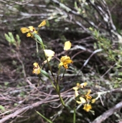 Diuris pardina (Leopard Doubletail) at Ginninderry Conservation Corridor - 20 Oct 2021 by JasonC