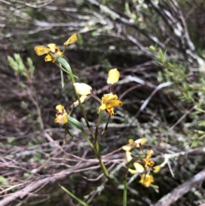 Diuris pardina at Coree, ACT - 21 Oct 2021