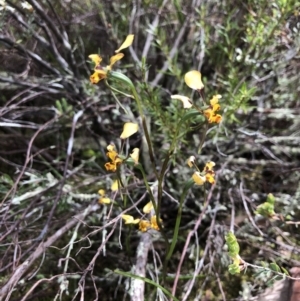 Diuris pardina at Coree, ACT - 21 Oct 2021