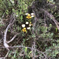 Diuris pardina at Coree, ACT - 21 Oct 2021