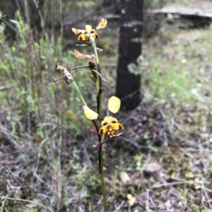 Diuris pardina at Coree, ACT - 21 Oct 2021