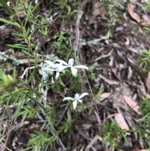 Caladenia ustulata at Coree, ACT - 21 Oct 2021