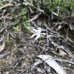 Caladenia ustulata at Coree, ACT - 21 Oct 2021