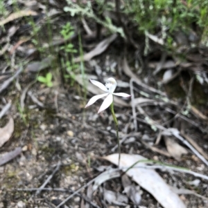 Caladenia ustulata at Coree, ACT - 21 Oct 2021