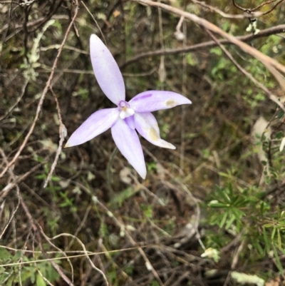 Glossodia major (Wax Lip Orchid) at Coree, ACT - 21 Oct 2021 by JasonC