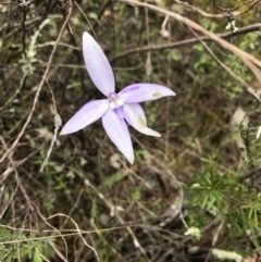 Glossodia major (Wax Lip Orchid) at Ginninderry Conservation Corridor - 20 Oct 2021 by JasonC