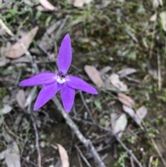 Glossodia major (Wax Lip Orchid) at Coree, ACT - 21 Oct 2021 by JasonC