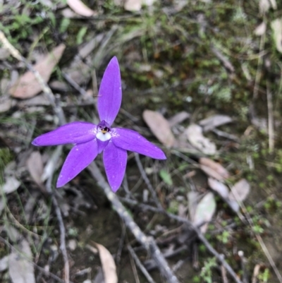Glossodia major (Wax Lip Orchid) at Ginninderry Conservation Corridor - 21 Oct 2021 by JasonC