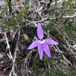 Glossodia major at Coree, ACT - suppressed