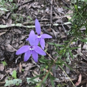 Glossodia major at Coree, ACT - suppressed