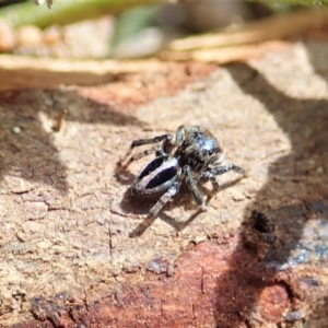 Maratus chrysomelas at Tennent, ACT - 18 Oct 2021