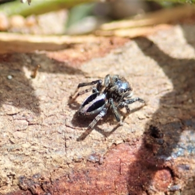 Maratus chrysomelas (Variable Peacock Spider) at Namadgi National Park - 18 Oct 2021 by CathB