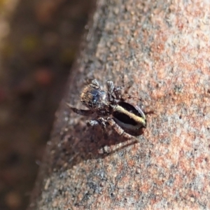 Maratus chrysomelas at Tennent, ACT - 18 Oct 2021