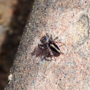 Maratus chrysomelas at Tennent, ACT - 18 Oct 2021