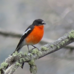Petroica phoenicea (Flame Robin) at Namadgi National Park - 18 Oct 2021 by Christine