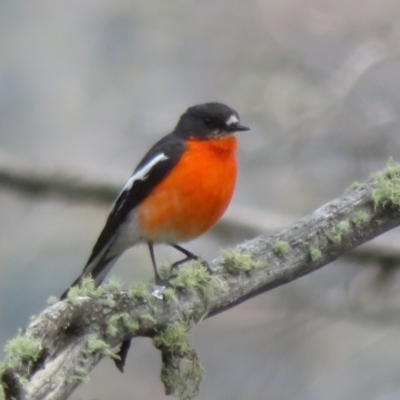 Petroica phoenicea (Flame Robin) at Mount Clear, ACT - 18 Oct 2021 by Christine