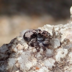 Euophryinae (subfamily) at Tharwa, ACT - 18 Oct 2021 by CathB