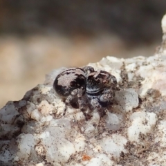 Unidentified Spider (Araneae) at Tharwa, ACT - 18 Oct 2021 by CathB