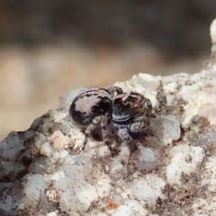 Unidentified Jumping & peacock spider (Salticidae) (TBC) at Tennent, ACT - 18 Oct 2021 by CathB