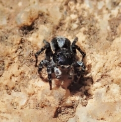 Euophryinae sp. (Rockhopper) undescribed (Euophryinae sp. (Rockhopper) undescribed) at Namadgi National Park - 18 Oct 2021 by CathB