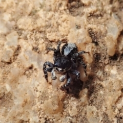 Euophryinae sp. (Rockhopper) undescribed at Tennent, ACT - 18 Oct 2021 02:46 PM