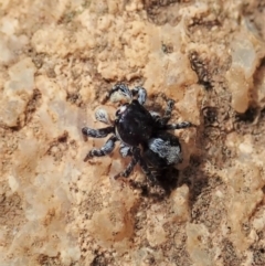 Euophryinae sp. (Rockhopper) undescribed at Tennent, ACT - 18 Oct 2021