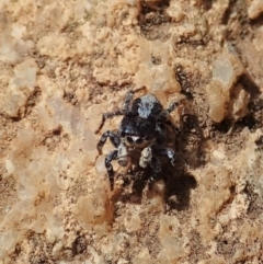 Euophryinae sp. (Rockhopper) undescribed at Tennent, ACT - 18 Oct 2021