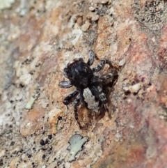 Euophryinae sp. (Rockhopper) undescribed at Tennent, ACT - 18 Oct 2021