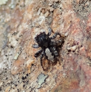 Euophryinae sp. (Rockhopper) undescribed at Tennent, ACT - 18 Oct 2021 02:46 PM