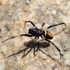 Steatoda sp. (genus) (False Redback) at Tharwa, ACT - 18 Oct 2021 by CathB