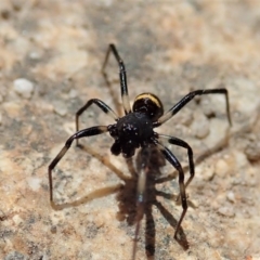 Steatoda sp. (genus) at Tharwa, ACT - 18 Oct 2021 01:23 PM