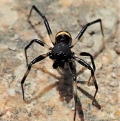 Steatoda sp. (genus) at Tharwa, ACT - 18 Oct 2021